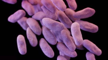 Bacteria similar to those found in human guts have an innate sense of night and day.