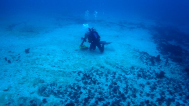In this photo taken after the April 12 removal of the Shen Neng 1, a diver surveys damage to the reef.