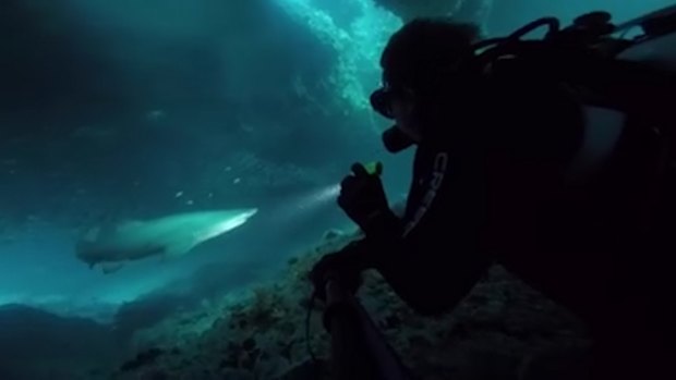 Diver Ryan Sanders and two mates discovered a group of grey nurse sharks in an underground cave off Rottnest Island on Tuesday. 