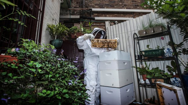 Sydney has seen a surge in urban beekeeping.