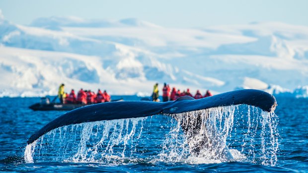 Go sightseeing by zodiac in Antarctica.