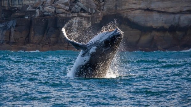 Humpback whale breaching off Sydney's South Head, Sydney.