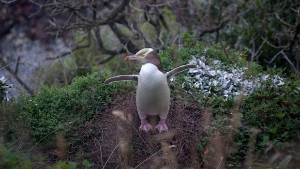 A yellow-eyed penguin near Oamaru.