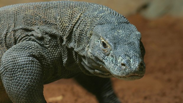 The Komodo dragon is the only living reptile with serrated teeth closely resembling those of theropods.