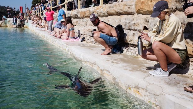 shark in pool