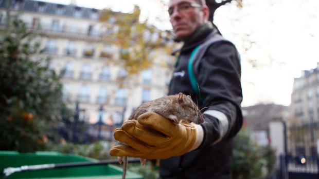 A Paris city employee shows a dead rat.