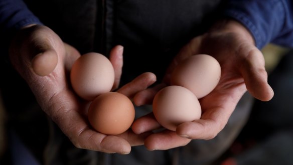 Eggs can vary in look and taste, depending on what the chickens have been eating and the weather. 