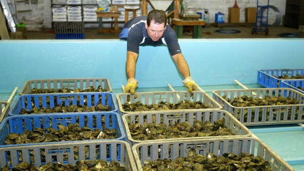 Acidifying oceans are affecting the shellfish industry.