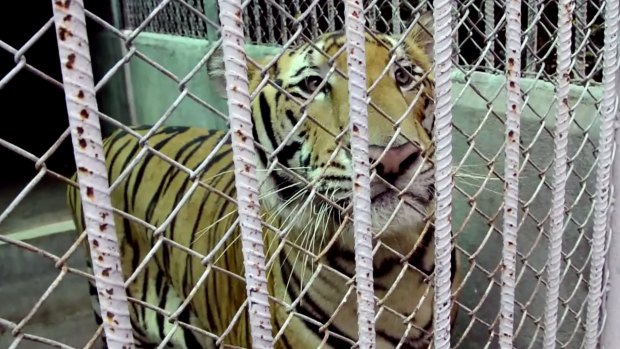 Last year, Thai authorities closed the temple after finding a slaughter house and tiger-holding facility they said was used as part of a suspected trafficking network. 