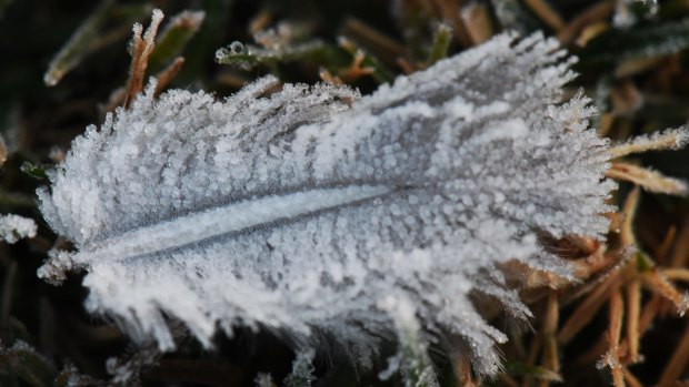 Feather report: Frost and fog have this week snap frozen parts of western Sydney - including this little plume in Richmond - in one of the coldest Autumns the city has recorded in years.