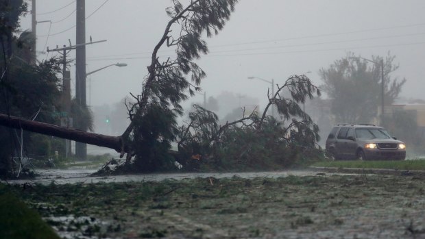 A car drives past a downed tree as Hurricane Matthew moves through Daytona Beach.