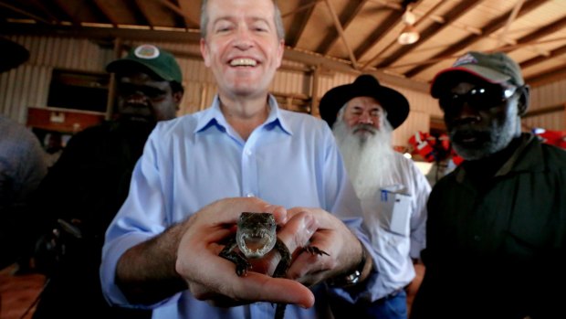 Opposition Leader Bill Shorten holds a baby crocodile. Holding pets should disqualify the modern MP.
