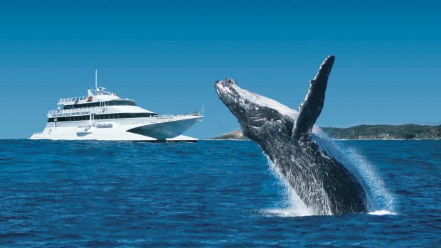 Whale watching is a major drawcard at Moreton Island.