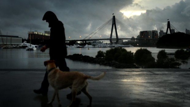 A man walks with his dog through the rain in Bicentennial Park in Annandale on Friday.