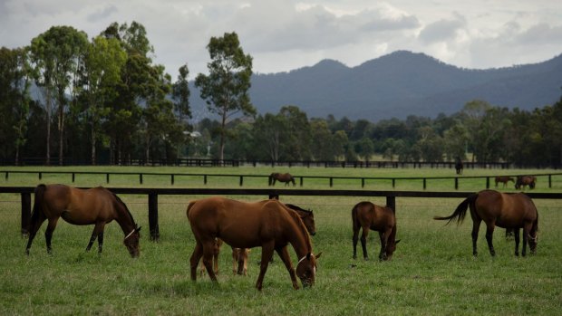 The location of two stud farms close to Anglo American's Drayton operations in the Hunter Valley could stymie expansion plans. 