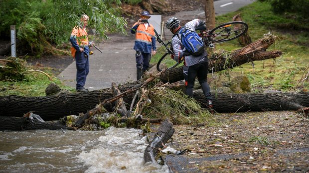 A cyclist attempts to cross a fallen tree at the Creek Parade Bridge at Nothcote on Friday morning.