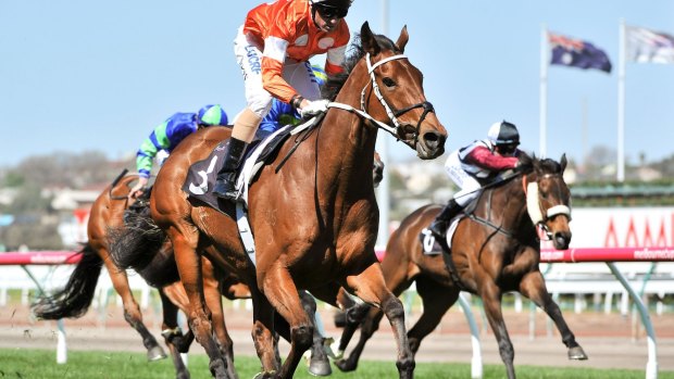 The superbly-named Who Shot The Barman is set to run in this year’s Melbourne Cup.  