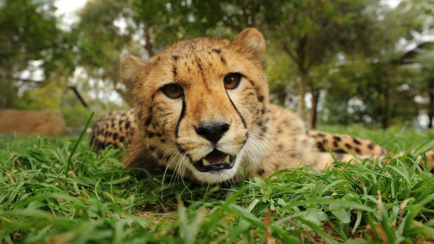 A cheetah at play.