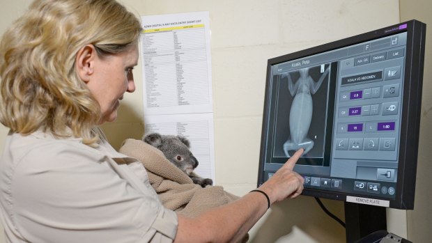 Dr Rosie Booth with Peta the koala and her x-rays.