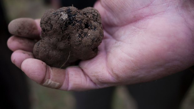 Find fresh truffles ready for harvest on a truffle hunt.