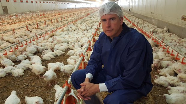 Matthew Evans inside a "best-practice" large-scale chicken farm in 