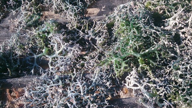 Dead seaweed on Tablolong beach, Kupang, in August 2013.