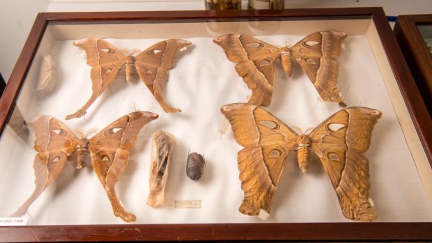 Century-old specimens of large Hercules moths from Melbourne Museum's Entomology Department are part of Inside Out.