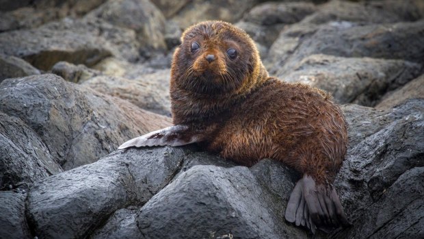 Third prize: Georgia Poyner's photograph of a seal pup on Montague Island