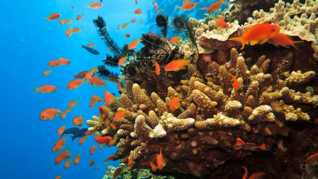 UNESCO hasn't been misled about the Great Barrier Reef's health, ministers have insisted.