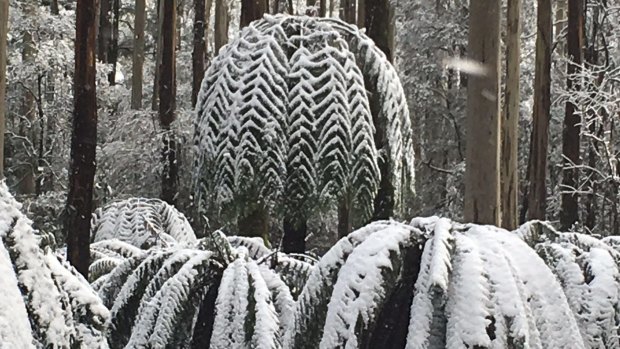 Snow in the hills around Lorne.