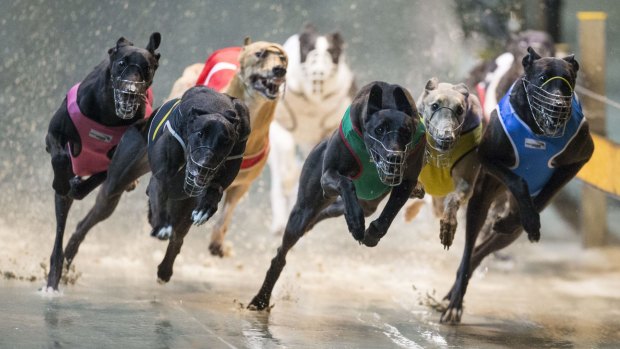 Former CEO of Greyhound Racing NSW Paul Newson says a significant portion of the industry still defend the practice of live baiting.