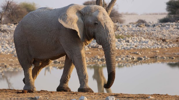The US Fish and Wildlife Service announced on its website that it would begin issuing permits to allow the import of elephant trophies.