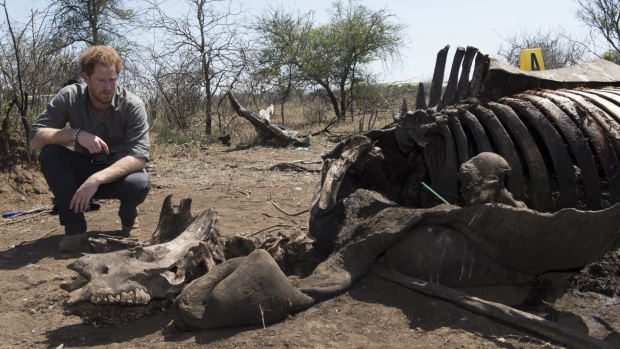 Prince Harry is  on Wednesday shown the carcass of a rhino slaughtered for its horn in Kruger National Park.