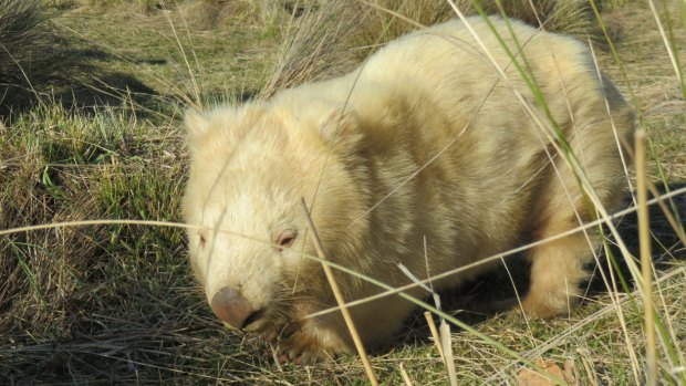 AJ the albino wombat, affectionately known as Ginger Meggs.