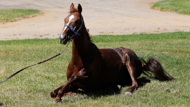 On a roll: Red Cadeaux at the quarantine stables in Werribee.