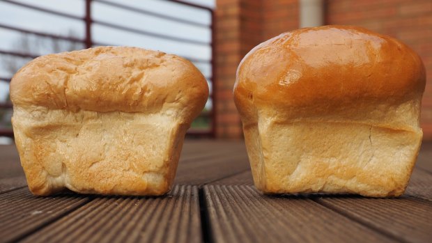 The larger loaf on the right was made with wheat grown in today's conditions. The loaf on the left was grown in high carbon dioxide conditions. 