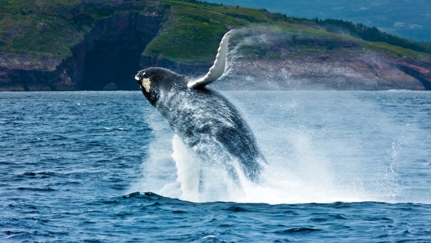 Whales and icebergs are a regular sight around many parts of the Newfoundland and Labrador coastline.