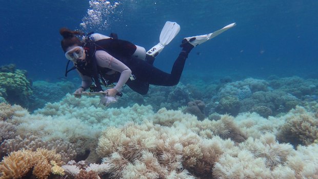 Aerial surveys by the Australian Research Council's Centre of Excellence for Coral Reef Studies has revealed only the southern third of the Great Barrier Reef has escaped unscathed from coral bleaching.