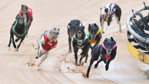 Many greyhounds were killed if they could not make an impact on the race track, according to Animal Liberation Queensland.