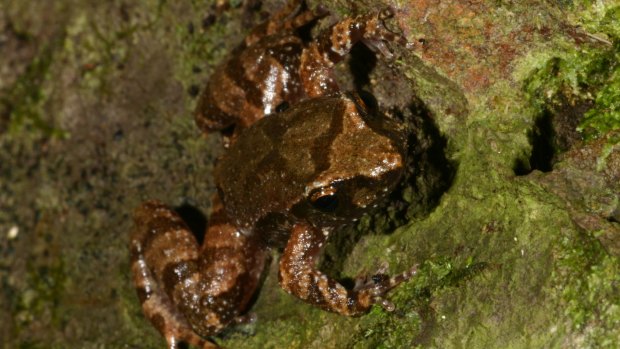 Taudactylus pleione is the Kroombit Tinker frog.