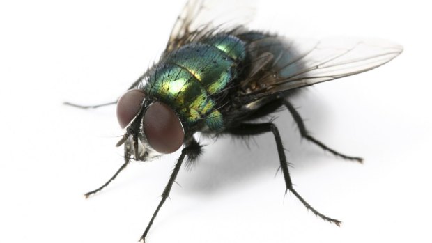 Fly numbers are on the rise thanks to a warm spring.