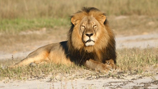 In this undated photo provided by the Wildlife Conservation Research Unit, Cecil the lion rests in Hwange National Park in Zimbabwe. 