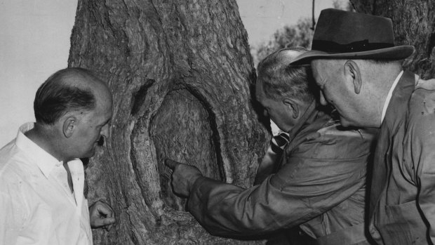 South Australian premier Sir Thomas Playford points to where the word "dig" was carved in the Burke and Wills tree nearly 100 years ago. It is now close to the oil-drilling site at Innamincka. March 8, 1959.