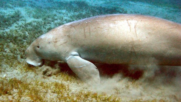 A dugong feeds on seagrass in Moreton Bay, Queensland. 