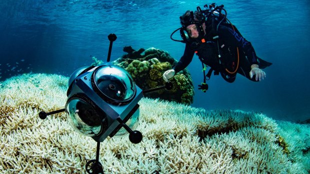 Coral bleaching returns to the Great Barrier Reef: Richard Fitzpatrick surveys the toll near Cairns.