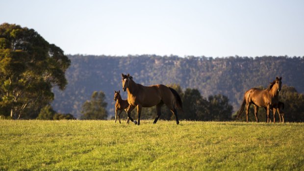 Threatened ground: Horses at the Coolmore Stud in the Hunter Valley.

