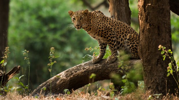 A leopard in Bandhavgarh National Park.