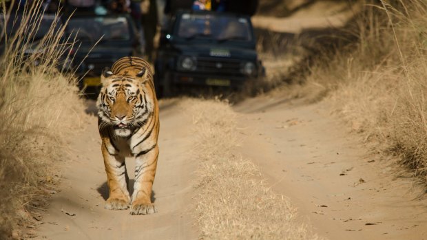 Even in a national park with more tigers than any other, sightings are not guaranteed.