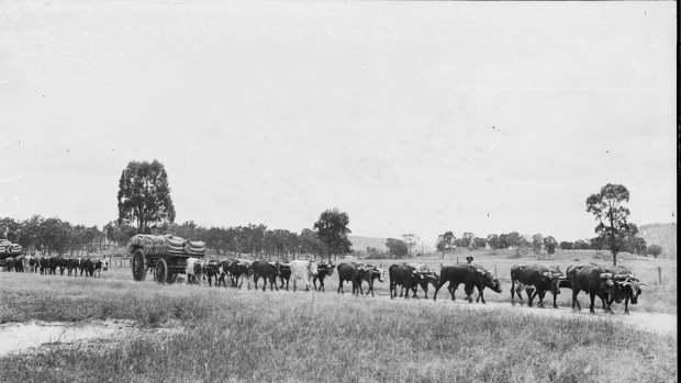 Bullock team transporting wheat near Boggabri, New South Wales, 1933.