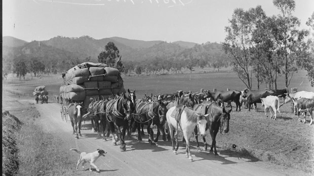 Team of horses pulling a wagon laden with bales of wool, New South Wales, ca. 1930s.